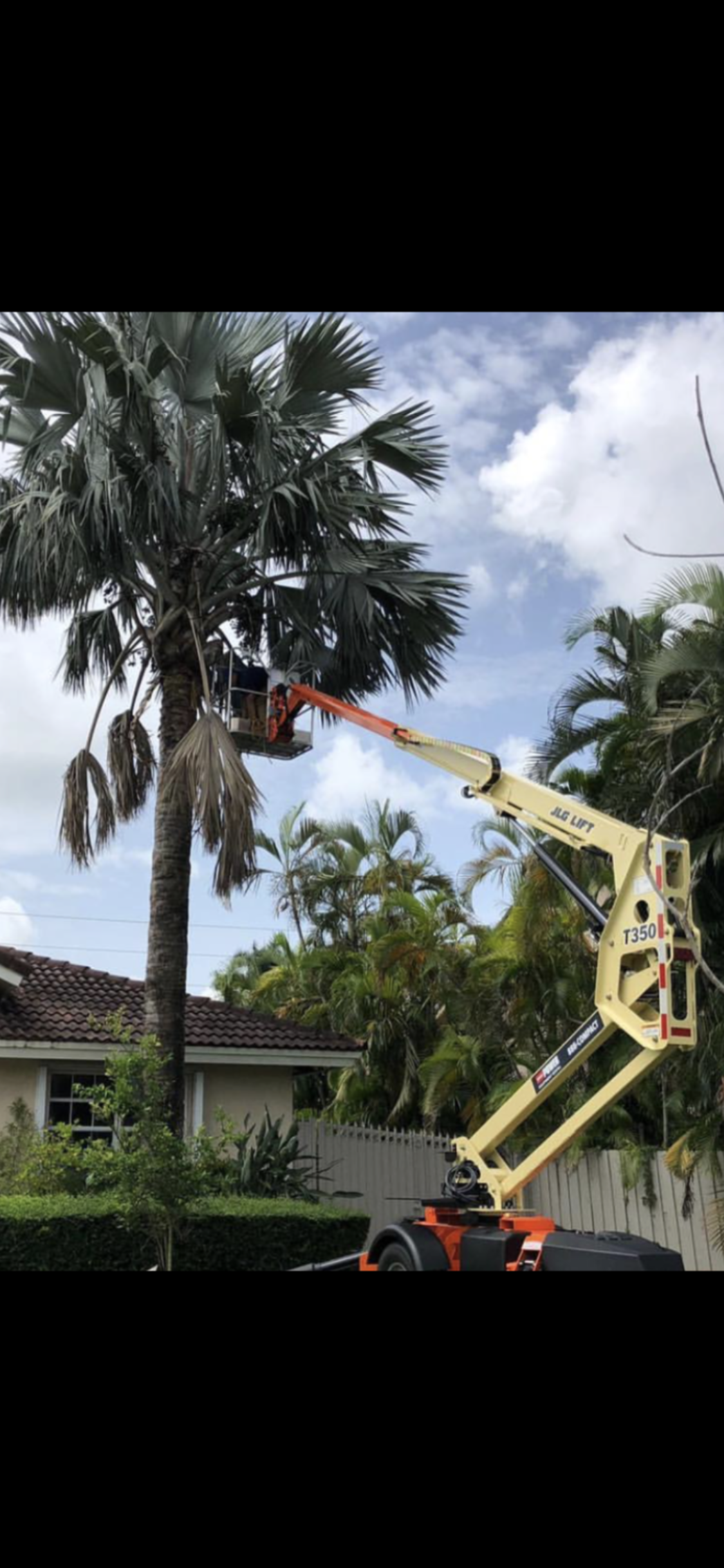 Same Day Tree Service