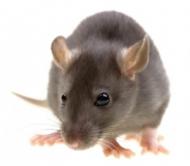 East Bay Pest Control